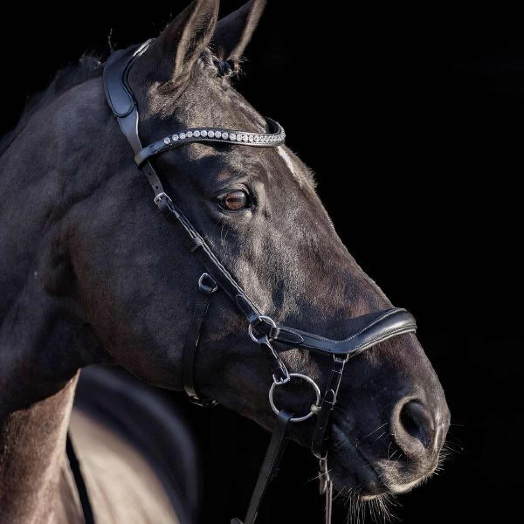 Bridons équitation anatomique HV Polo Legacy deluxe