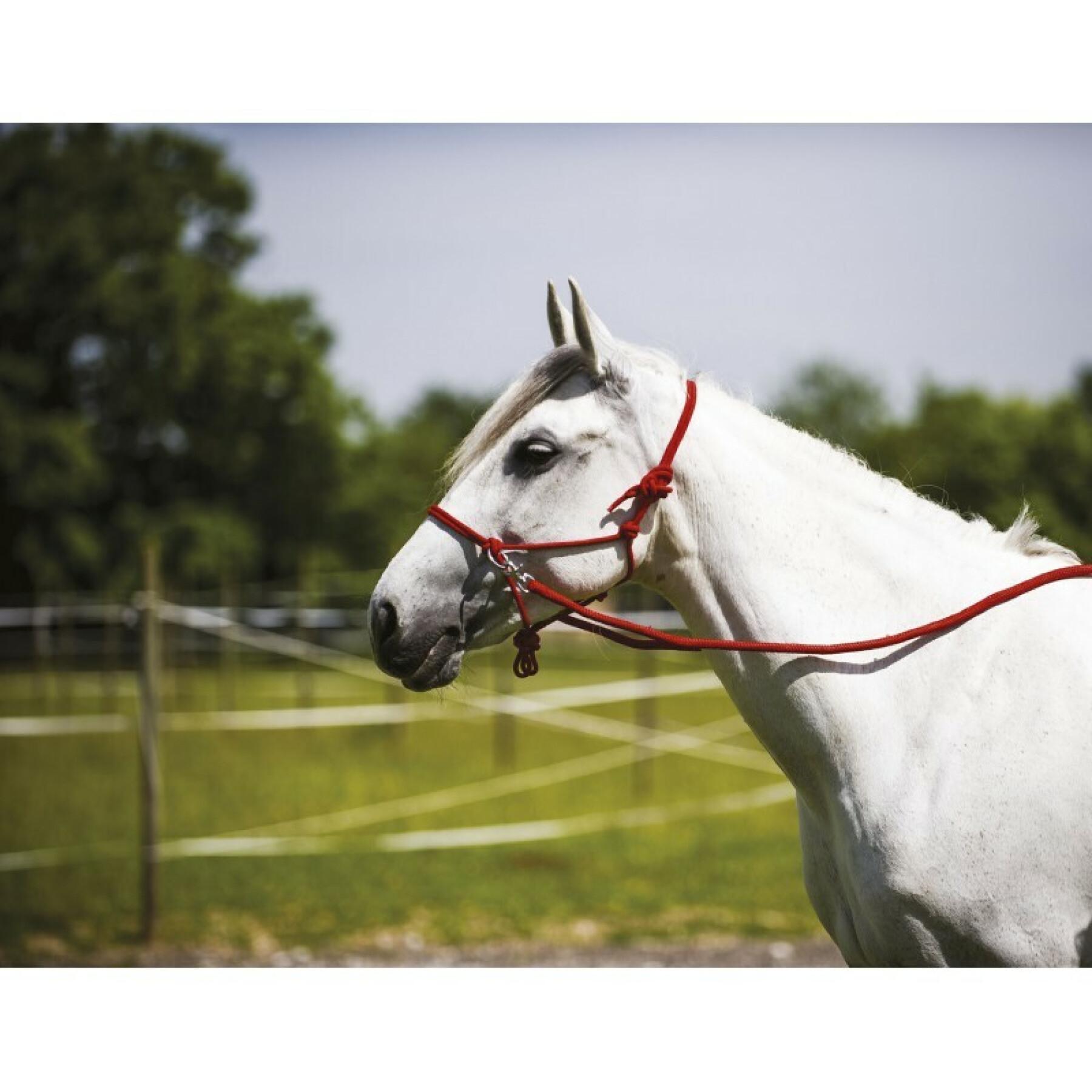 Licol éthologique pour cheval avec rênes Norton - Licols - Licols et Longes  - Cheval au repos