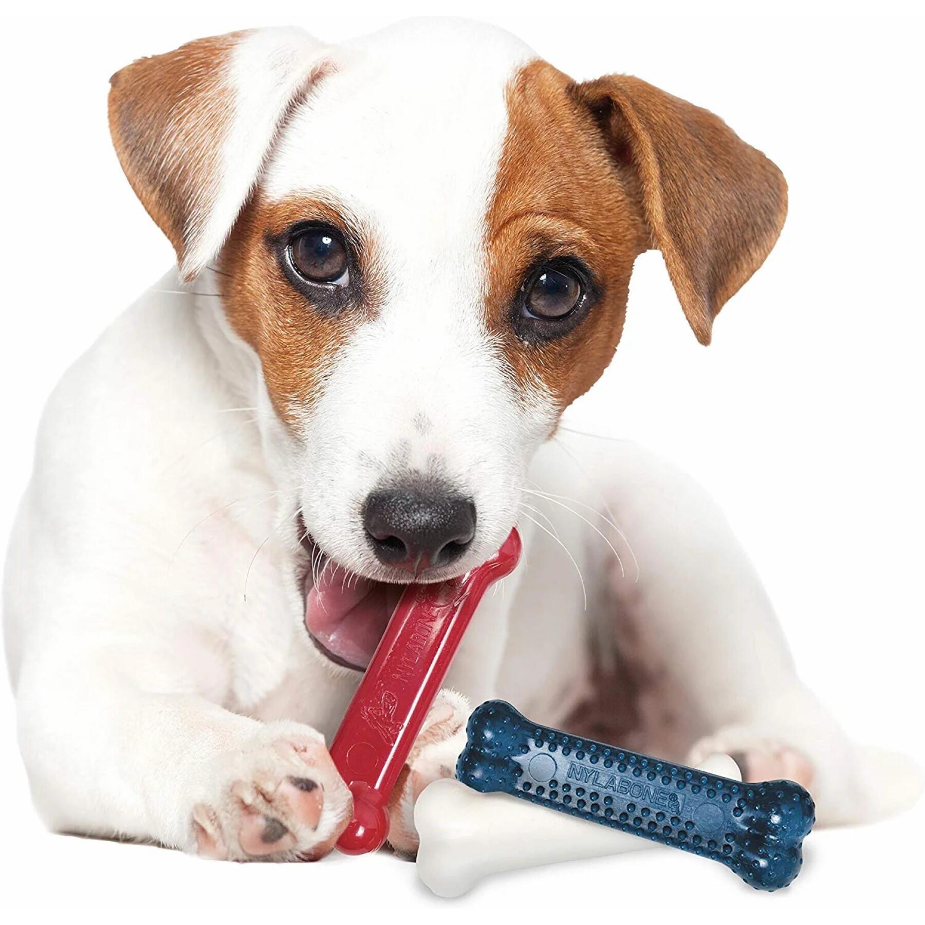 Jouet pour chien Nylabone Small Dog Dental Blue Chew - Bacon Chicken / Moderate Chew Origin XS