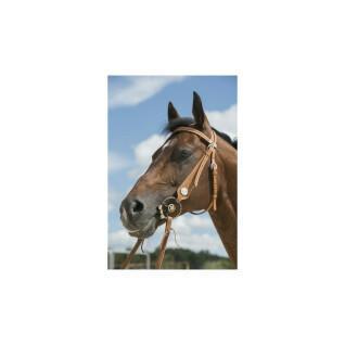 Bridons équitation pour cheval Westride Franck Perret Aurora