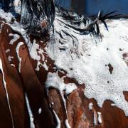 Shampoing pour cheval Foran Equine Bodywash 1 L