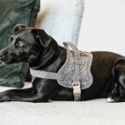 Harnais pour chien laine Kentucky Body Safe