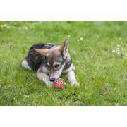 Jouet pour chien Kerbl Rugby ToyFactic
